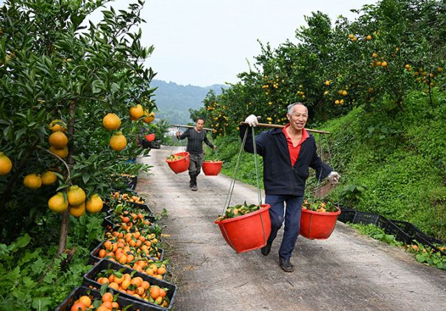 圖4  專合社社員和果農正在轉運砂糖桔.jpg