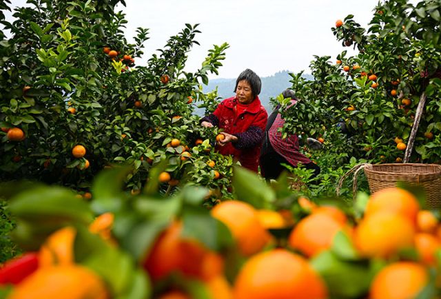 圖5  專合社社員和果農正在采摘砂糖桔.jpg