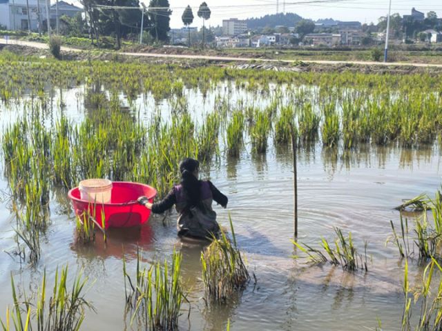 圖2  蝦農(nóng)收蝦.jpg