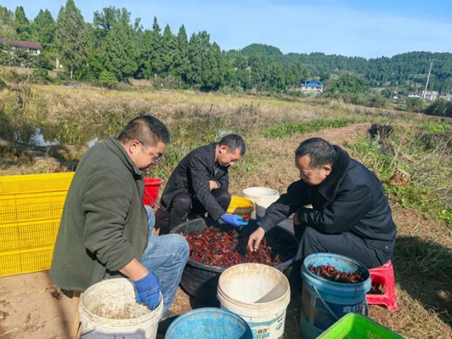 圖3  分揀小龍蝦.jpg