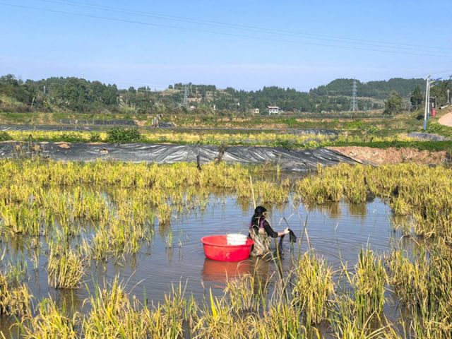 圖5  稻蝦田.jpg