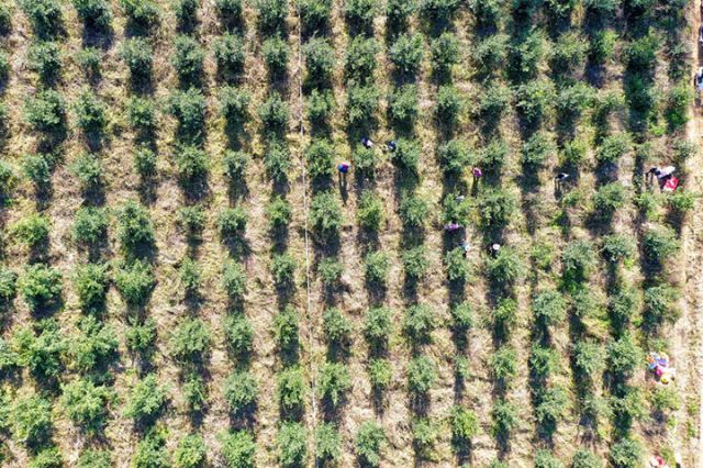 圖1  武宣縣桐嶺鎮(zhèn)佳佳油茶種植基地（李格格 攝）.jpg