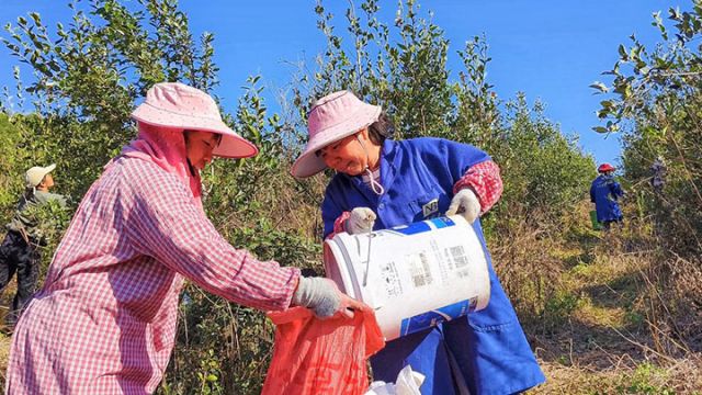 圖2  當(dāng)?shù)卮迕駥⒉烧碌挠筒韫b入袋子（向國(guó)華 攝）.jpg