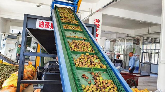 圖3  佳佳油茶合作社內(nèi)，自動(dòng)生產(chǎn)線正在進(jìn)行篩選大小果。（向國(guó)華 攝）.jpg