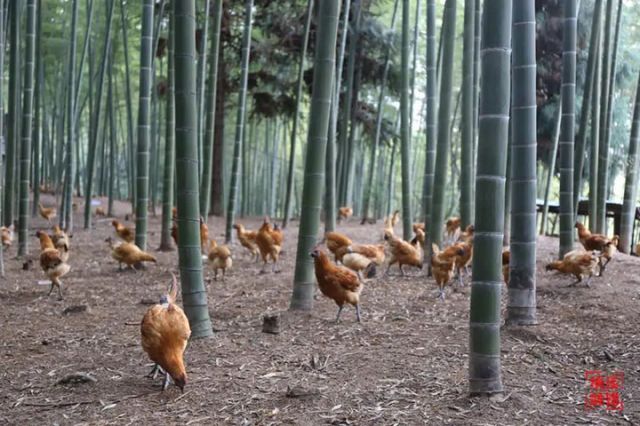 圖2  納溪區(qū)林下雞養(yǎng)殖。（區(qū)林竹局供圖）.jpg