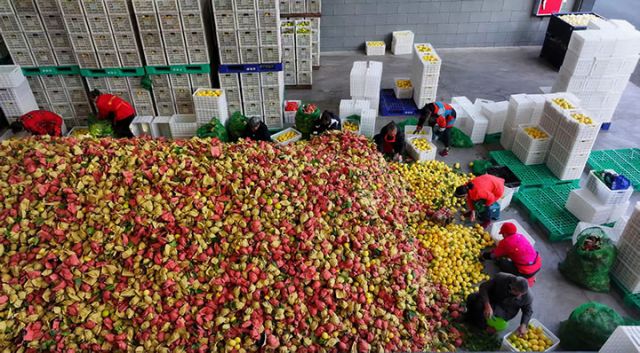 圖2  工人們正在拆袋。閆凱 攝.jpg