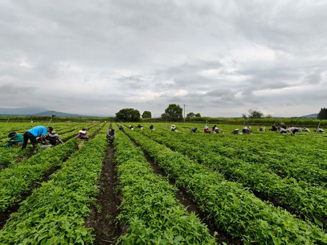 圖2  虎林市東方紅鎮(zhèn)刺五加種苗繁育基地田間管理（于曉霞 攝）.jpg