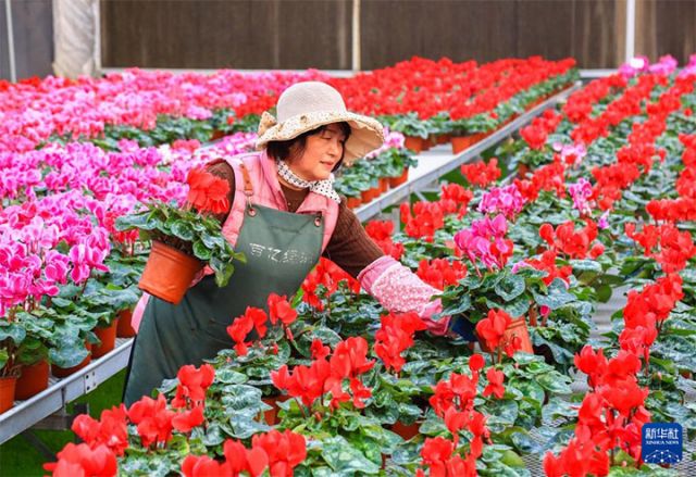 圖1  12月10日，花農(nóng)在山東省青島市即墨區(qū)靈山街道百億綠洲花卉種植基地搬運(yùn)待售的花卉。 拷貝.jpg