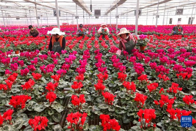 圖2  12月10日，花農(nóng)在山東省青島市即墨區(qū)靈山街道百億綠洲花卉種植基地管護(hù)花卉。 拷貝.jpg