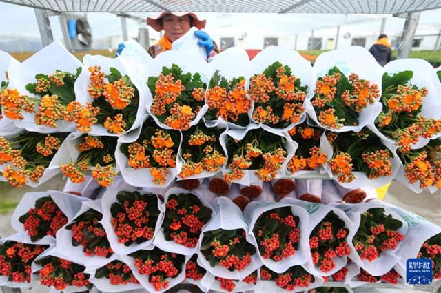 圖3  12月10日，花農(nóng)在山東省青島市即墨區(qū)靈山街道百億綠洲花卉種植基地搬運(yùn)待售的花卉。 拷貝.jpg